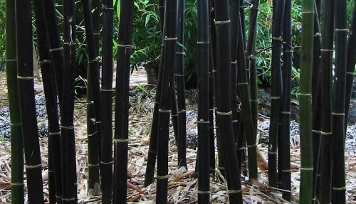 Jual Bambu Jogja – Jual bambu apus, jual bambu petung 
